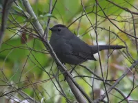 Catbird [Dumetella carolinensis]